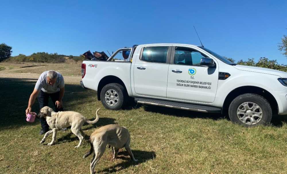 Büyükşehir, Sokak Hayvanlarını Unutmuyor