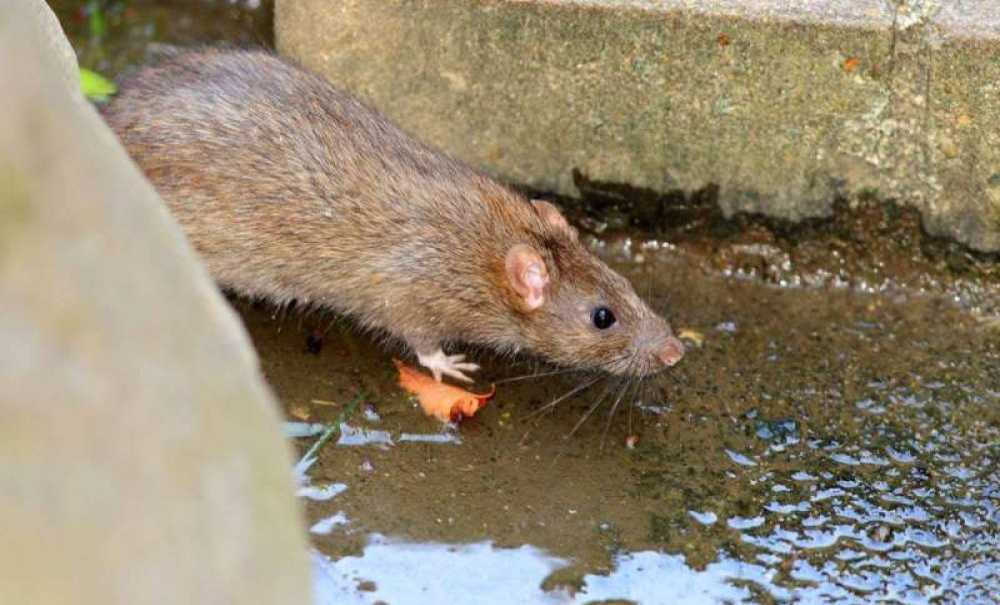 Mahalleli Patkanlardan Dolayı Dertli!