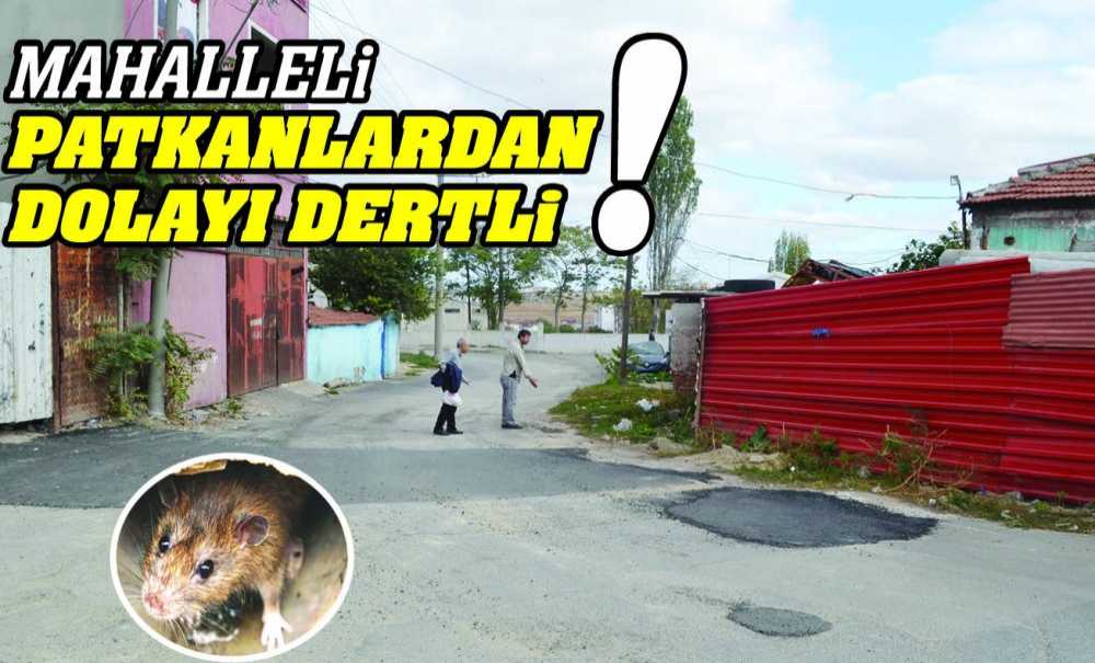 Mahalleli Patkanlardan Dolayı Dertli!