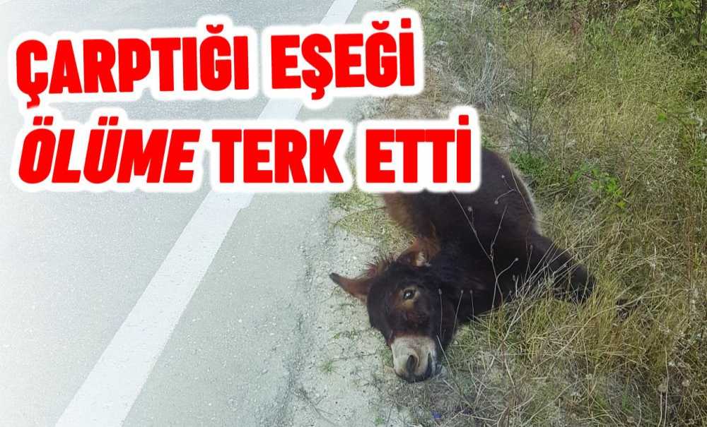 Çarptığı Eşeği Ölüme Terk Etti