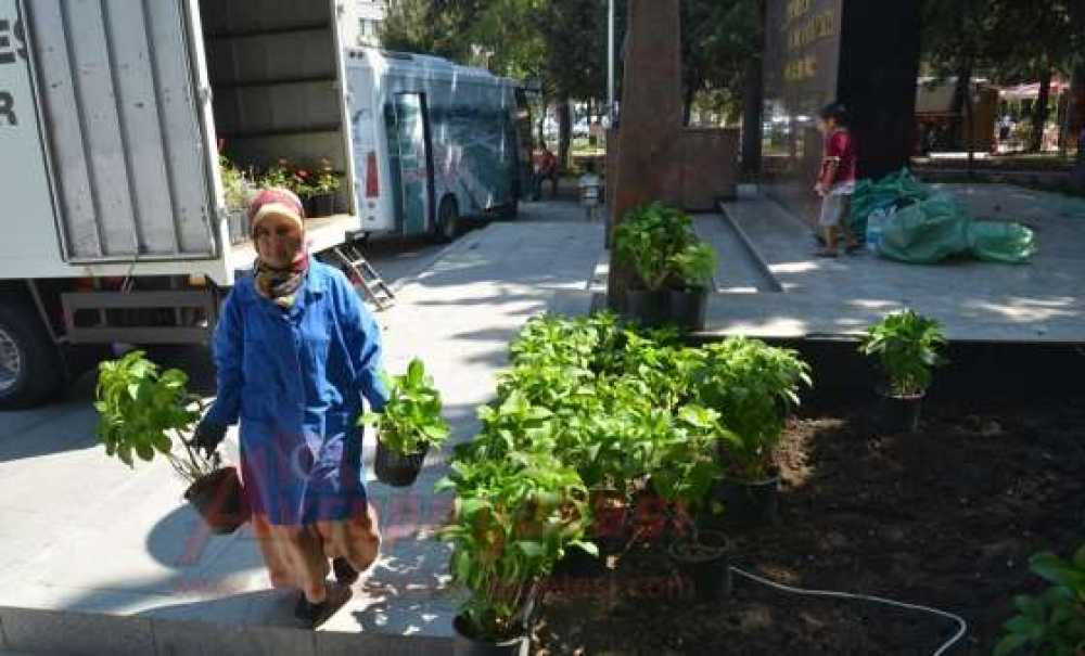 Atatürk Meydanı'na Ortanca Çiçeği