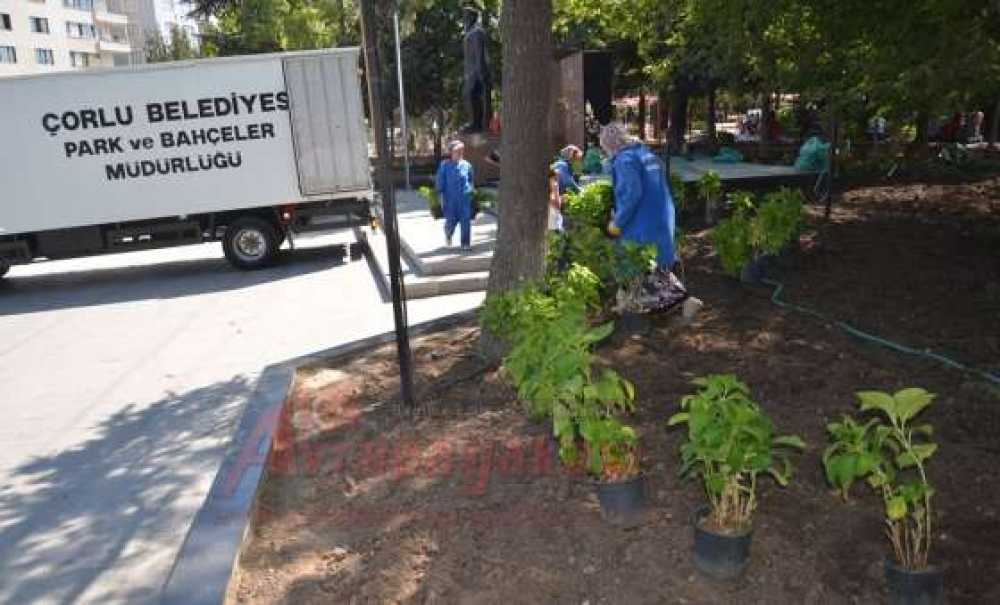 Atatürk Meydanı'na Ortanca Çiçeği