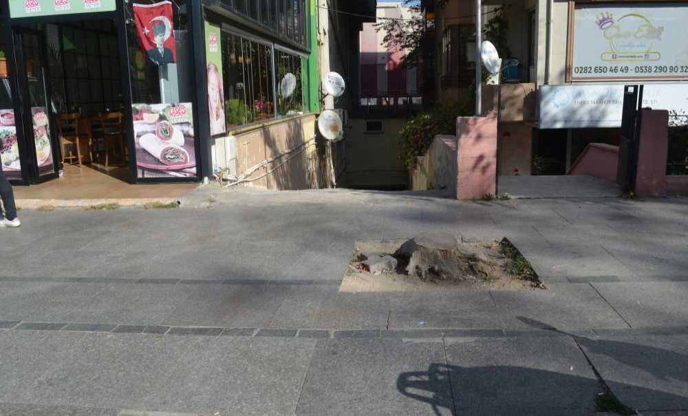 Otoparkın Çıkışında Bu Ağacın İşi Ne?