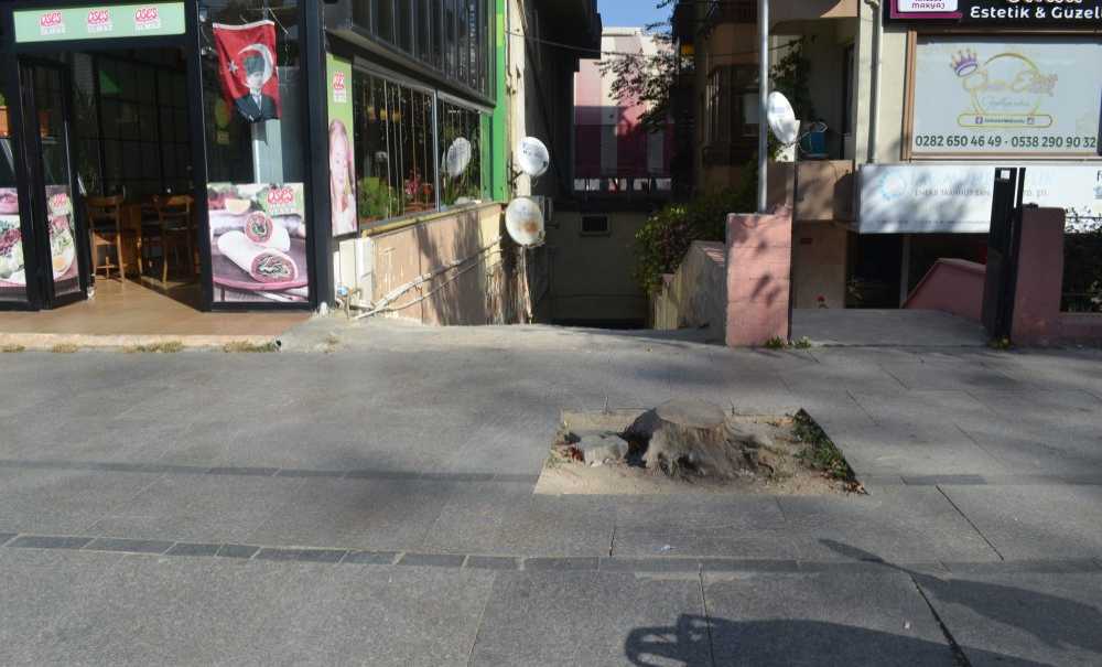 Otoparkın Çıkışında Bu Ağacın İşi Ne?