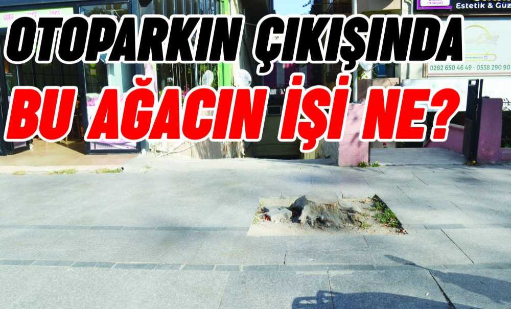 Otoparkın Çıkışında Bu Ağacın İşi Ne?