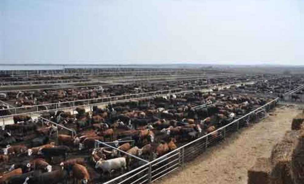 Çorlu Angus Kokusu İstemi̇yor!