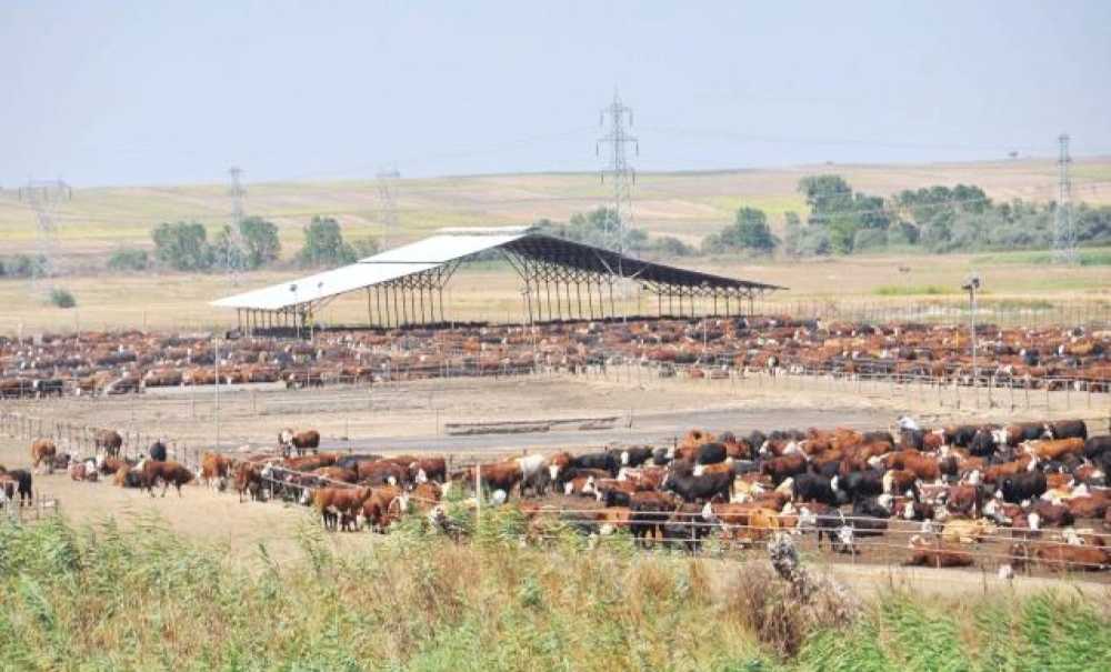 Çorlu Angus Kokusu İstemi̇yor!