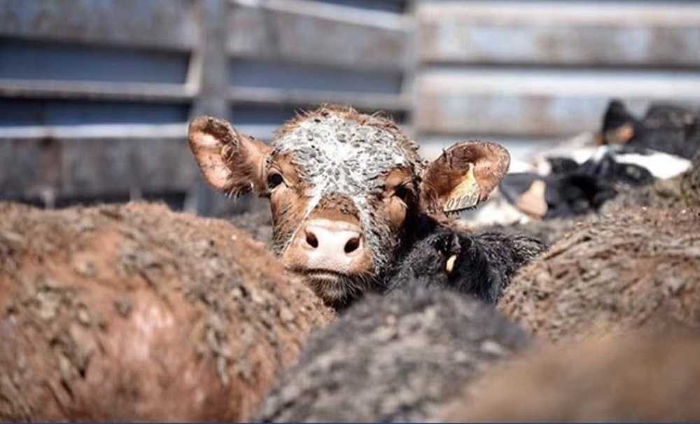 Angus Kokusuna Karşı Çorlu Birleşti