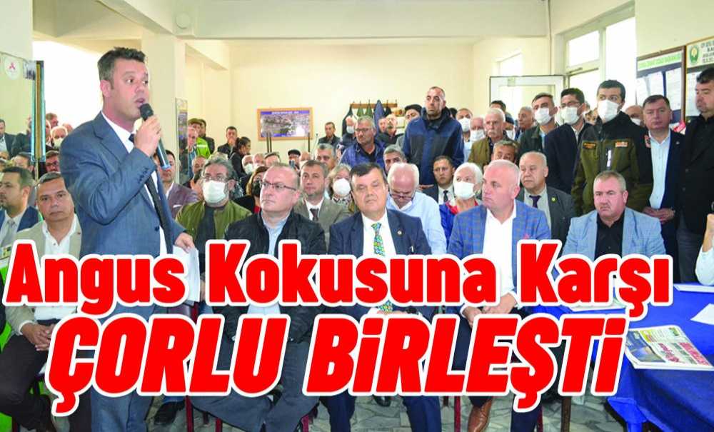 Angus Kokusuna Karşı Çorlu Birleşti