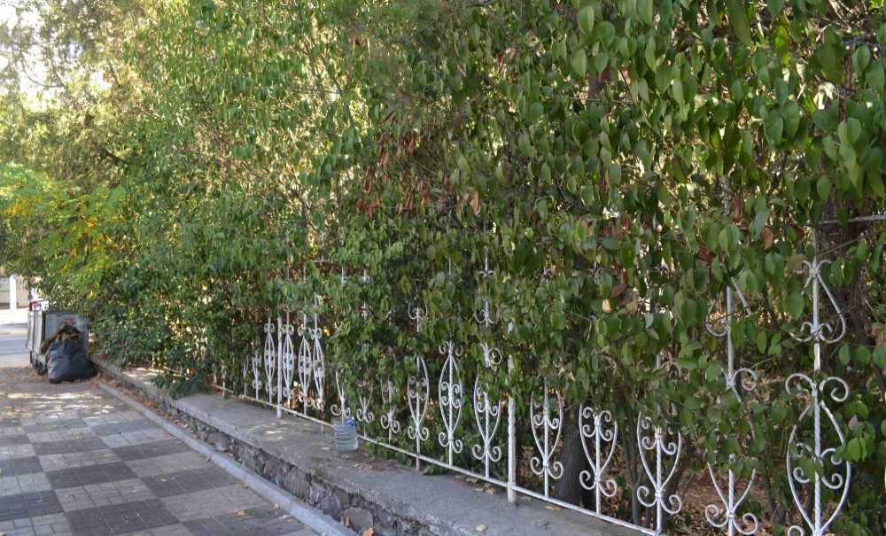 Hastane Bahçesi Pislik İçinde