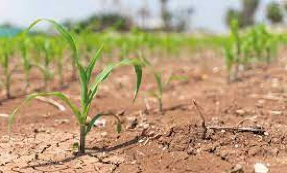 Yağışlar Çiftçiye Cansuyu Oldu