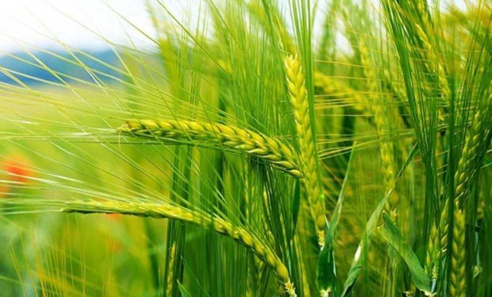 Yağışlar Çiftçiye Cansuyu Oldu