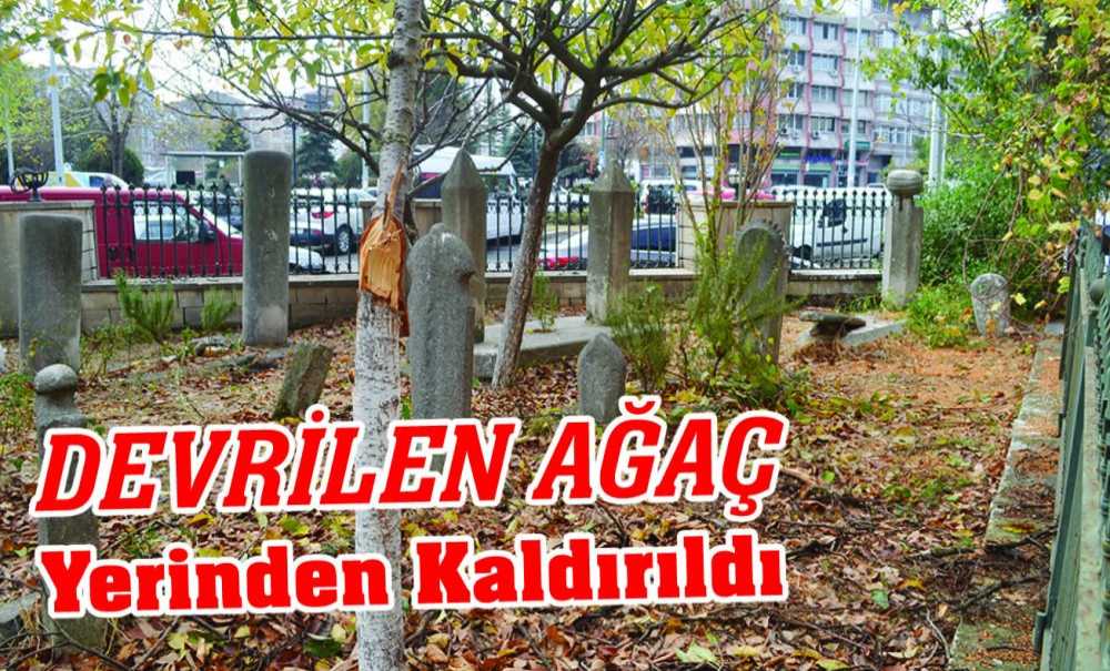 Devrilen Ağaç Yerinden Kaldırıldı