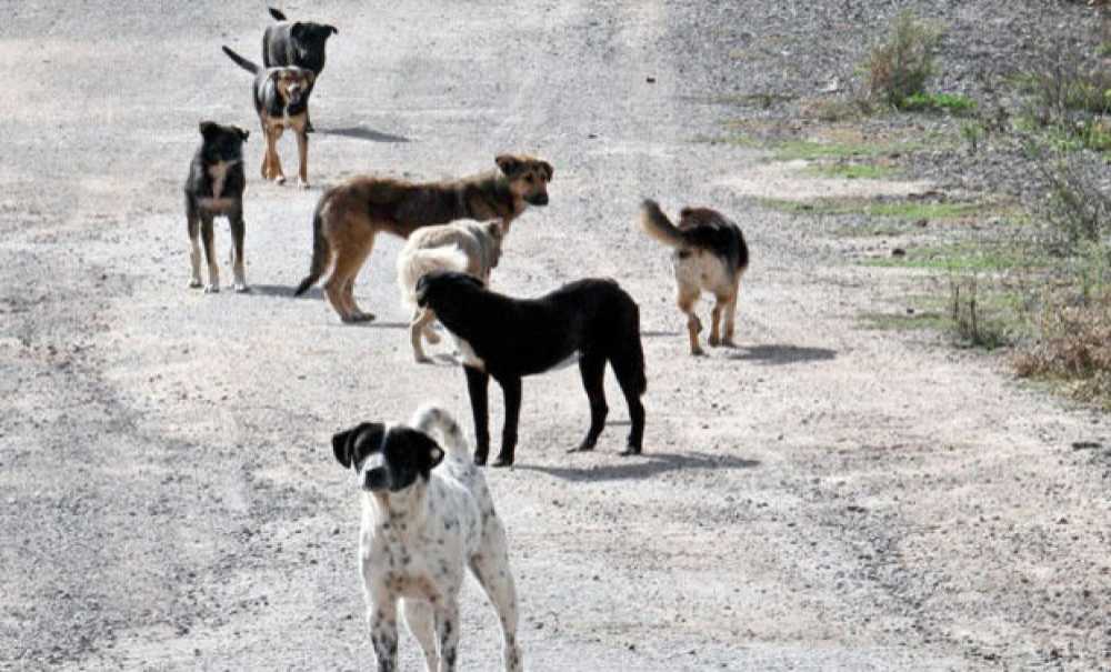 Sokak Hayvanlarıyla İlgili Dikkat Çeken Açıklama