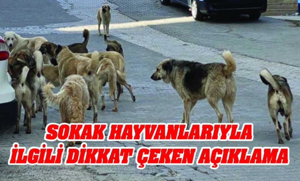 Sokak Hayvanlarıyla İlgili Dikkat Çeken Açıklama