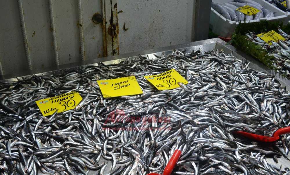 Balığın Fiyatı Günlük Değişiyor