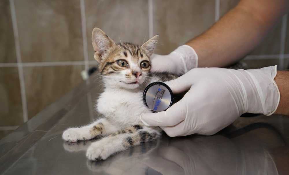 Hayvan Bakımevi Şifa Dağıtıyor