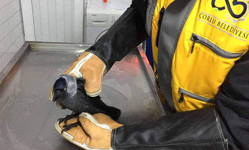 Hayvan Bakımevi Şifa Dağıtıyor