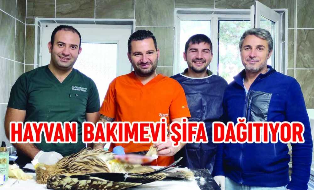 Hayvan Bakımevi Şifa Dağıtıyor