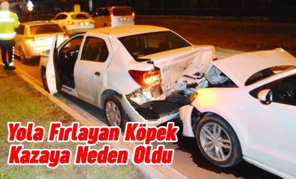 Yola Fırlayan Köpek Kazaya Neden Oldu