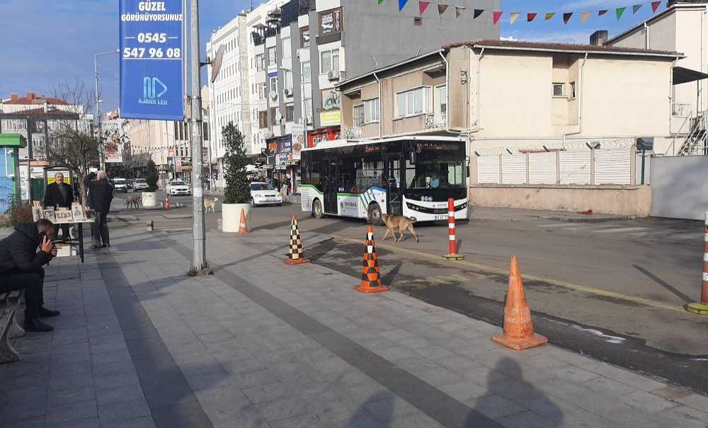 Sokak Köpekleri Çocukları Korkutuyor!