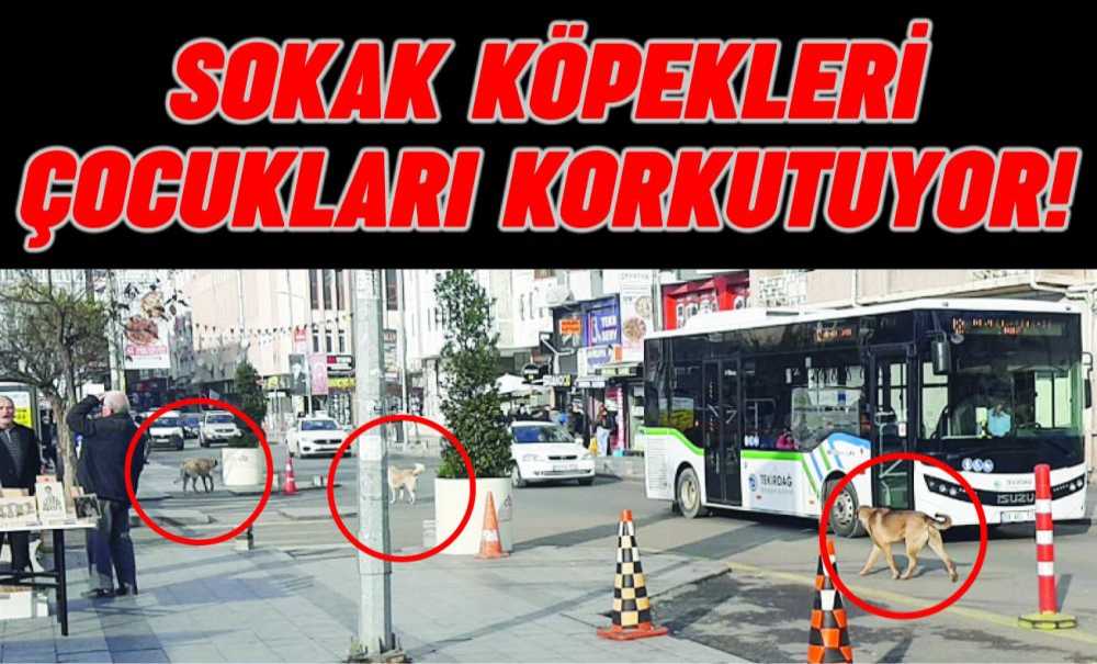 Sokak Köpekleri Çocukları Korkutuyor!