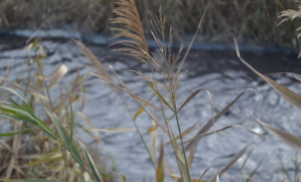 Çorlu Deresi Yine Siyah Akıyor, Yine Kokuyor!