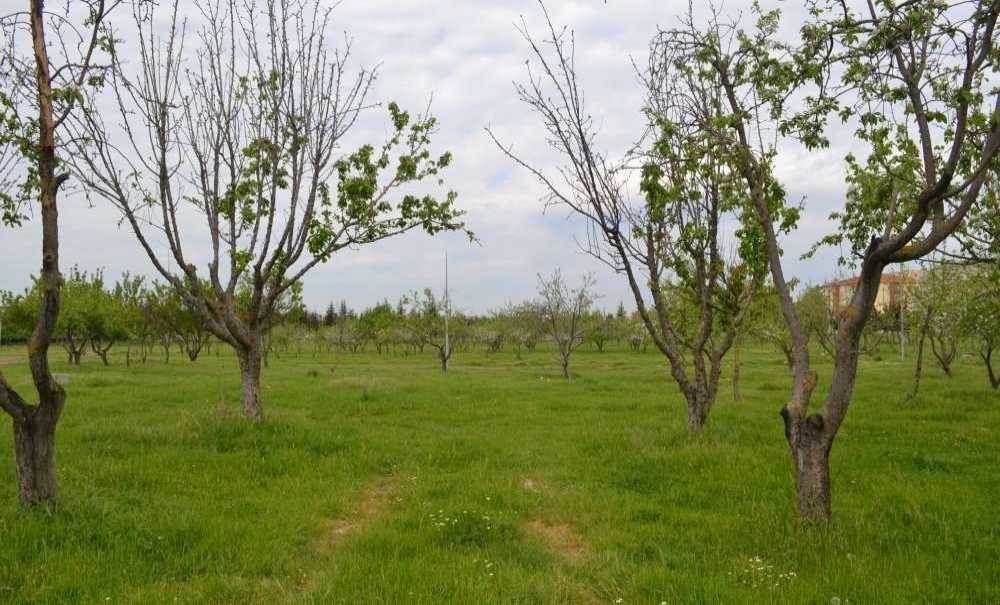 Millet Bahçesi Olacaktı Ama Hayal Oldu