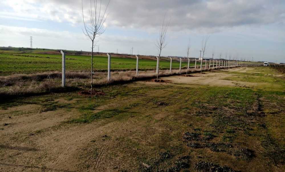 Çilek Tarlasının Etrafına 200 Adet Ihlamur Ağacı Dikildi