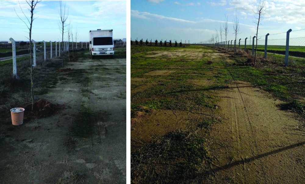 Çilek Tarlasının Etrafına 200 Adet Ihlamur Ağacı Dikildi