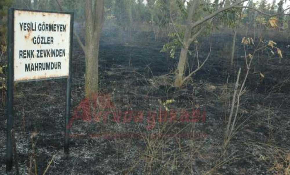 5. Kolordu Hatıra Ormanı Alevlere Teslim Oldu