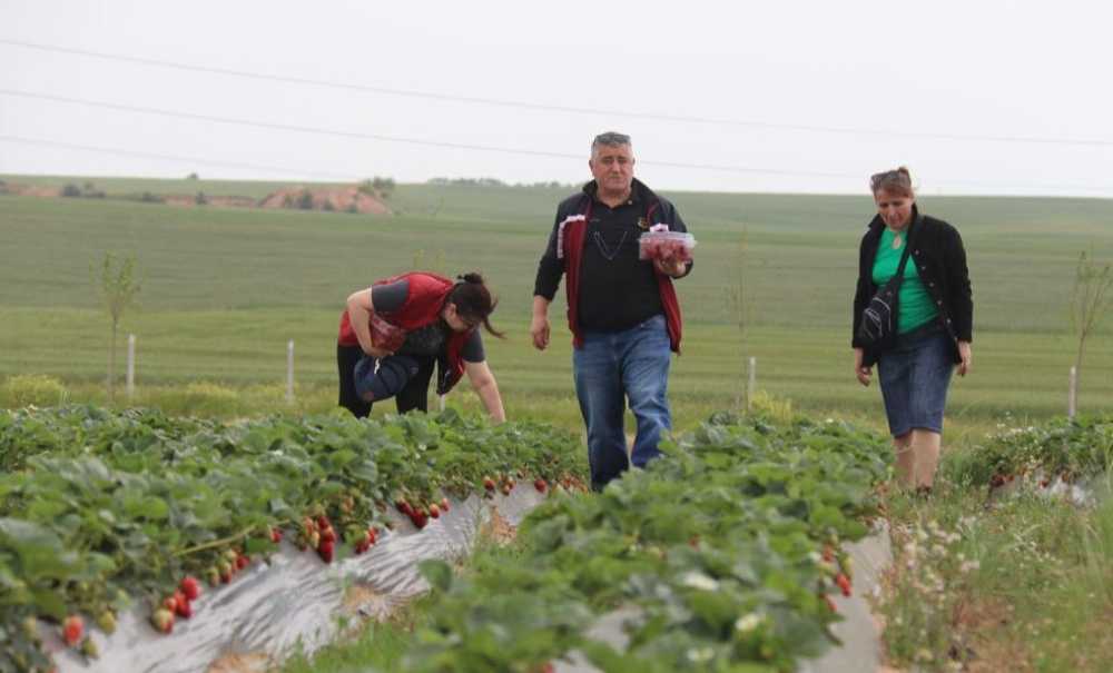 Ergene Belediyesi Çilek Tarlaları Hizmete Açıldı