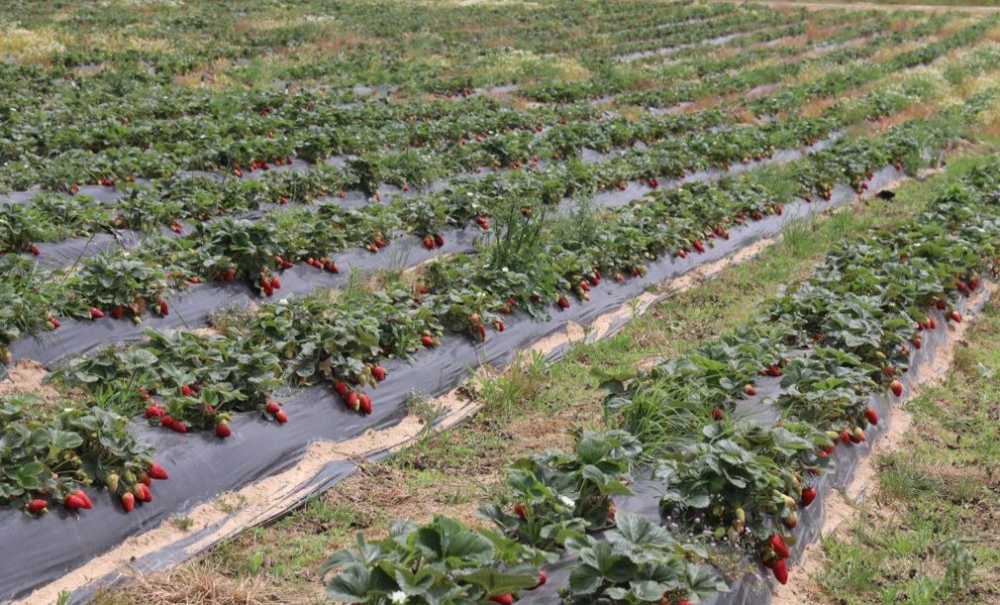 Ergene Belediyesi Çilek Tarlaları Hizmete Açıldı