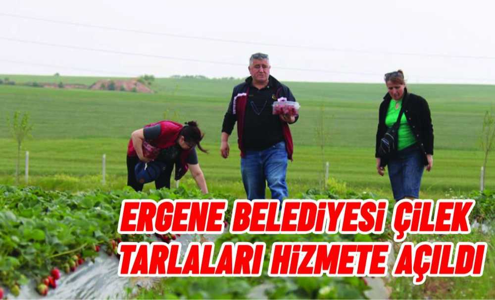 Ergene Belediyesi Çilek Tarlaları Hizmete Açıldı