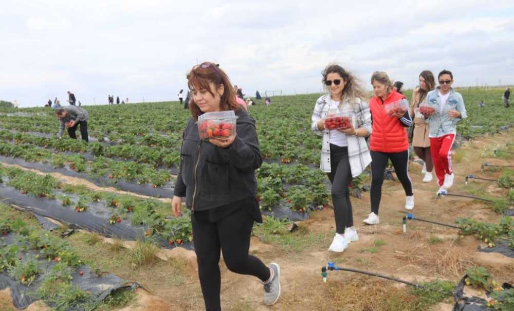 Çilek Tarlalarına Yoğun İlgi