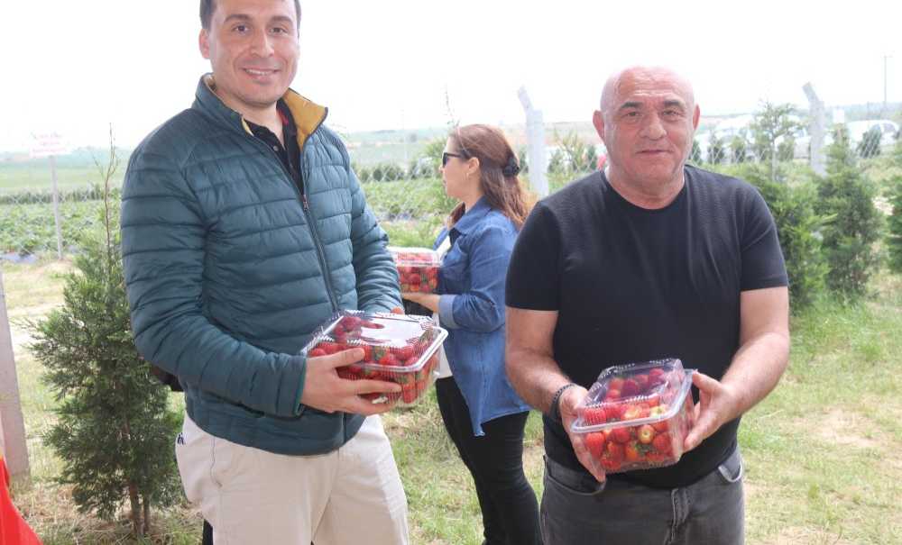 Çilek Tarlalarına Yoğun İlgi