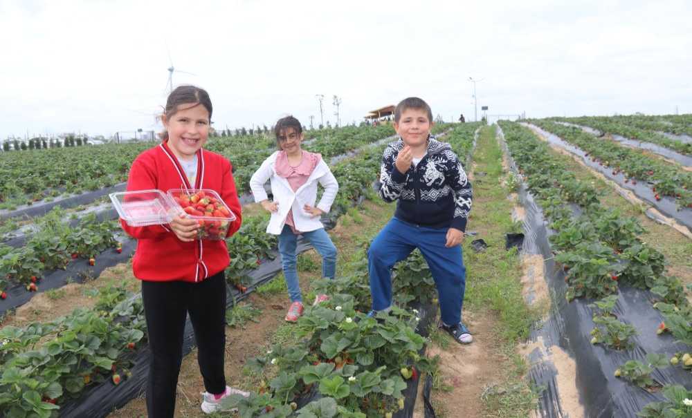 Çilek Tarlalarına Yoğun İlgi