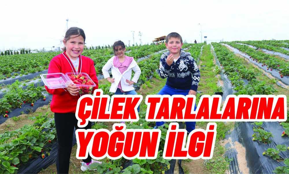 Çilek Tarlalarına Yoğun İlgi