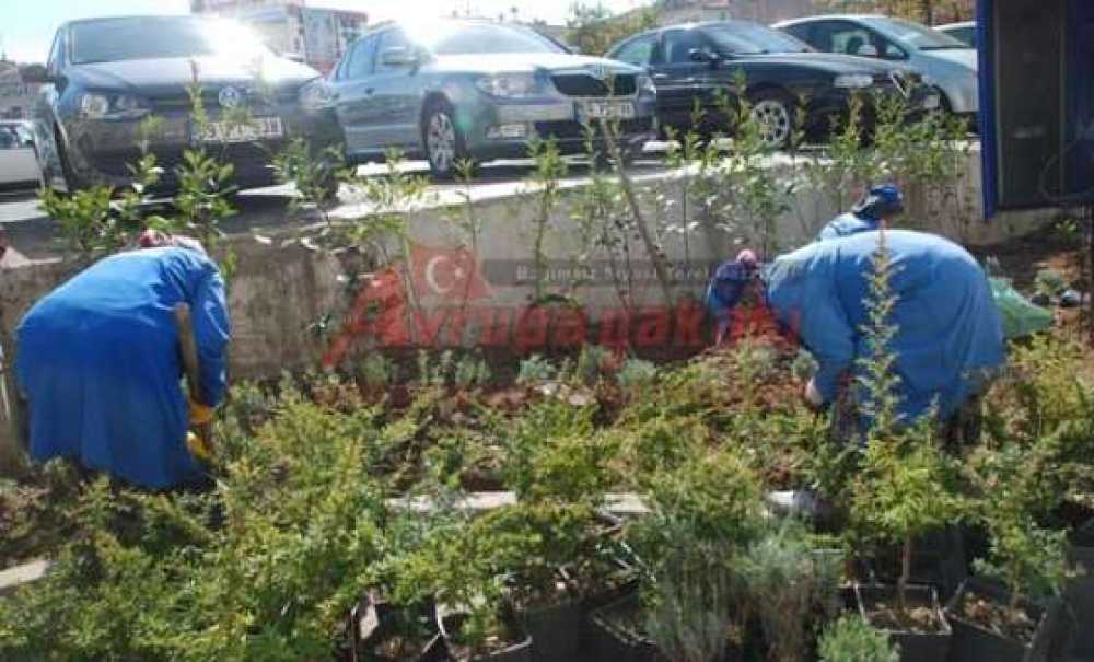 Çorlu Kışa Dayanıklı Bitkilerle Yeşilleniyor