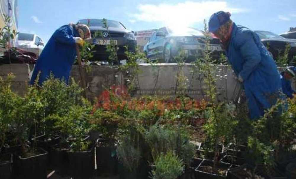 Çorlu Kışa Dayanıklı Bitkilerle Yeşilleniyor