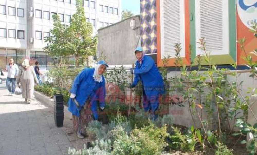 Çorlu Kışa Dayanıklı Bitkilerle Yeşilleniyor