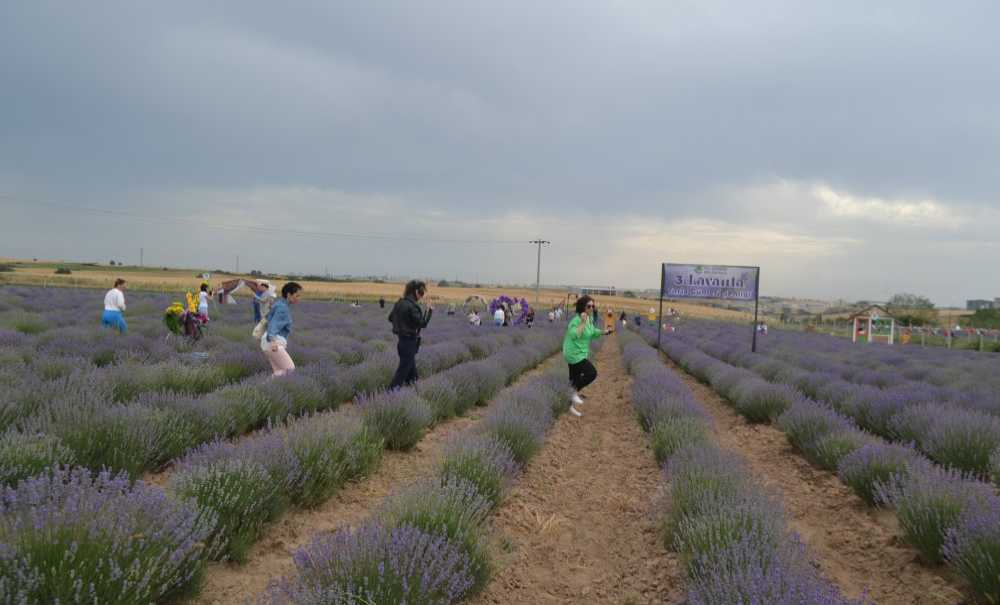 Lavanta Şenlikleri Renkli Görüntülere Sahne Oldu