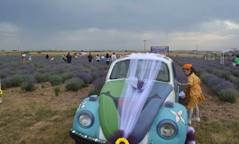 Lavanta Şenlikleri Renkli Görüntülere Sahne Oldu