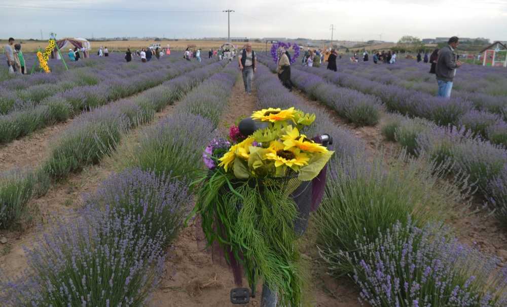 Lavanta Şenlikleri Renkli Görüntülere Sahne Oldu