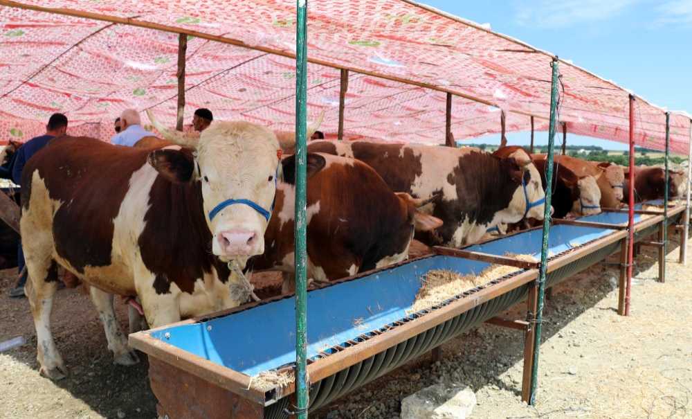 Çerkezköy'de Kurban Hareketliliği