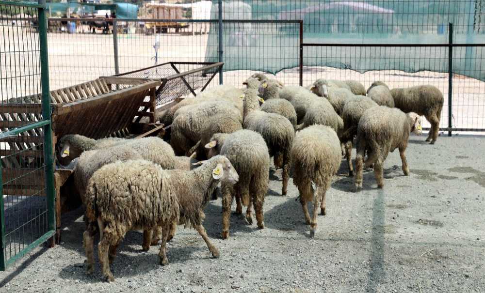 Çerkezköy'de Kurban Hareketliliği