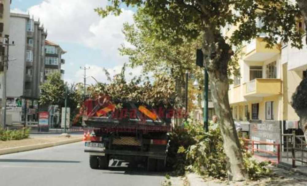 Çorlu`da Ağaç Budama Çalışmaları Devam Ediyor