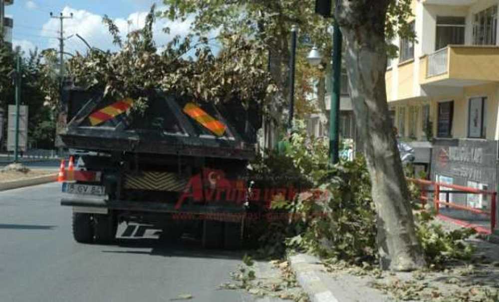 Çorlu`da Ağaç Budama Çalışmaları Devam Ediyor