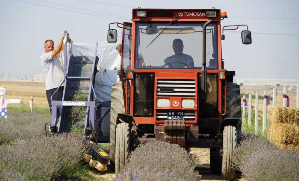 Lavanta Tarlasında Hasat Başladı
