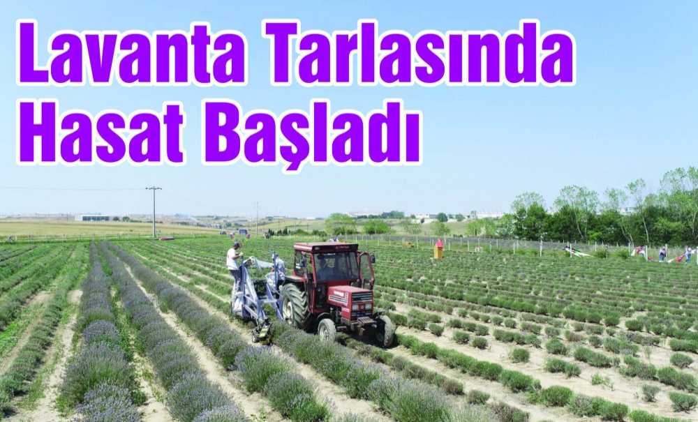Lavanta Tarlasında Hasat Başladı